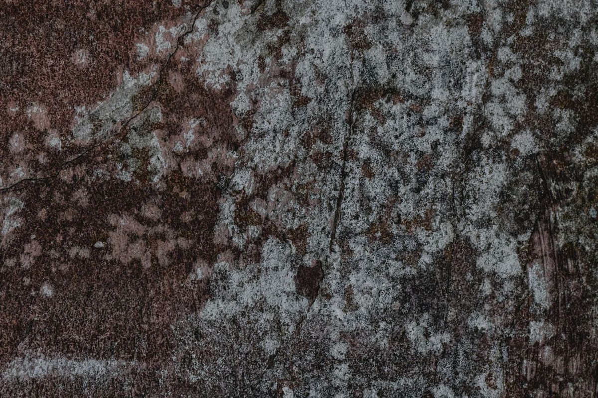 Mold growth on a wall being assessed for remediation